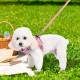 EXPAWLORER Puppy Harness and Leash for Small Dogs, Classic Plaid Pattern No Pull Adjustable Escape Proof for Outdoor Walking