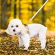 EXPAWLORER Puppy Harness and Leash for Small Dogs, Classic Plaid Pattern No Pull Adjustable Escape Proof for Outdoor Walking