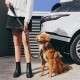 EZYDOG - Click Seat Belt Leash Add-On - (605.0748) EZYDOG - Click Seat Belt Leash Add-On - (605.0748)
