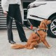 EZYDOG - Click Seat Belt Leash Add-On - (605.0748) EZYDOG - Click Seat Belt Leash Add-On - (605.0748)