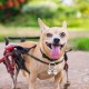Extra Loud Cat Dog Bell for Collar, Pet Tracker and Falconry, Heavy Duty Brass Collar Pendant with Swivel Lobster Clasp, Large, Brass, 0, Brass, 0 Extra Loud Cat Dog Bell for Collar, Pet Tracker and Falconry, Heavy Duty Brass Collar Pendant with Swivel Lobster Clasp, Large, Brass, 0, Brass, 0