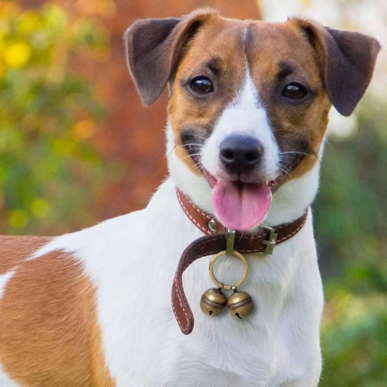 Extra Loud Cat Dog Bell for Collar, Pet Tracker and Falconry, Heavy Duty Brass Collar Pendant with Swivel Lobster Clasp, Large, Brass, 0, Brass, 0 Extra Loud Cat Dog Bell for Collar, Pet Tracker and Falconry, Heavy Duty Brass Collar Pendant with Swivel Lobster Clasp, Large, Brass, 0, Brass, 0