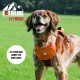 Extreme Hybrid Harness in Aqua Blue - L Extreme Hybrid Harness in Aqua Blue - L