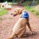 Extreme Hybrid Harness in Aqua Blue - L Extreme Hybrid Harness in Aqua Blue - L