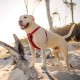 EzyDog Classic Chest Plate Harness, 2X-Large, Black EzyDog Classic Chest Plate Harness, 2X-Large, Black