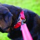 Ezydog Double Up Dog Collar for Small, Medium and Large Dogs, Reflective, Highest Comfort, Soft Neoprene Material, Strong Nylon Webbing (Small, Corduroy) Ezydog Double Up Dog Collar for Small, Medium and Large Dogs, Reflective, Highest Comfort, Soft Neoprene Material, Strong Nylon Webbing (Small, Corduroy)