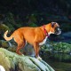 Ezydog Double Up Dog Collar for Small, Medium and Large Dogs, Reflective, Highest Comfort, Soft Neoprene Material, Strong Nylon Webbing (Small, Corduroy) Ezydog Double Up Dog Collar for Small, Medium and Large Dogs, Reflective, Highest Comfort, Soft Neoprene Material, Strong Nylon Webbing (Small, Corduroy)