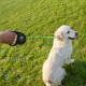Ferplast Flippy ONE Reflex Reflective Dog Lead for Large Dogs up to 50 kg Extendable Webbing Max 5 m Single Button for Locking and Unlocking Green Ferplast Flippy ONE Reflex Reflective Dog Lead for Large Dogs up to 50 kg Extendable Webbing Max 5 m Single Button for Locking and Unlocking Green