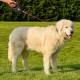 Ferplast Flippy ONE Reflex Reflective Dog Lead for Small Dogs up to 12 kg Extendable Cord Max 4.5 m Single Button for Locking and Unlocking Yellow Ferplast Flippy ONE Reflex Reflective Dog Lead for Small Dogs up to 12 kg Extendable Cord Max 4.5 m Single Button for Locking and Unlocking Yellow