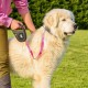 Ferplast Flippy ONE Reflex Reflective Dog Lead for Small Dogs up to 12 kg Extendable Cord Max 4.5 m Single Button for Locking and Unlocking Yellow Ferplast Flippy ONE Reflex Reflective Dog Lead for Small Dogs up to 12 kg Extendable Cord Max 4.5 m Single Button for Locking and Unlocking Yellow