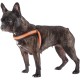 Ferplast Harness for Medium Dogs AGILA Reflex 6 Dog Harness with Soft Padding, Quick Release and Attachment System, Chest Circumference 50-58 cm, Orange