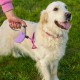 Ferplast Hundeleine AMIGO MINI, Rollleine kleine Hunde bis 12 kg. Max. Gurtband 3 m. Einzelne Verriegelungs- und Entriegelungstaste, rot, weiße Abdeckung Ferplast Hundeleine AMIGO MINI, Rollleine kleine Hunde bis 12 kg. Max. Gurtband 3 m. Einzelne Verriegelungs- und Entriegelungstaste, rot, weiße Abdeckung