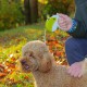 Ferplast Hundeleine AMIGO MINI, Rollleine kleine Hunde bis 12 kg. Schnur max. 3 m. Einzelne Verriegelungs- und Entriegelungstaste, schwarz, schwarze Abdeckung Ferplast Hundeleine AMIGO MINI, Rollleine kleine Hunde bis 12 kg. Schnur max. 3 m. Einzelne Verriegelungs- und Entriegelungstaste, schwarz, schwarze Abdeckung
