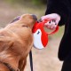 Ferplast Hundeleine AMIGO MINI, Rollleine kleine Hunde bis 12 kg. Schnur max. 3 m. Einzelne Verriegelungs- und Entriegelungstaste, schwarz, schwarze Abdeckung Ferplast Hundeleine AMIGO MINI, Rollleine kleine Hunde bis 12 kg. Schnur max. 3 m. Einzelne Verriegelungs- und Entriegelungstaste, schwarz, schwarze Abdeckung