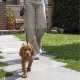 Ferplast Hundeleine FLIPPY ONE, Rollleine kleine Hunde bis 8 kg. Ausziehbare Schnur max. 3 m. Einzelner Verriegelungs- und Entriegelungsknopf, schwarz Ferplast Hundeleine FLIPPY ONE, Rollleine kleine Hunde bis 8 kg. Ausziehbare Schnur max. 3 m. Einzelner Verriegelungs- und Entriegelungsknopf, schwarz