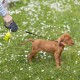 Ferplast Hundeleine FLIPPY ONE, Rollleine kleine Hunde bis 8 kg. Ausziehbare Schnur max. 3 m. Einzelner Verriegelungs- und Entriegelungsknopf, schwarz Ferplast Hundeleine FLIPPY ONE, Rollleine kleine Hunde bis 8 kg. Ausziehbare Schnur max. 3 m. Einzelner Verriegelungs- und Entriegelungsknopf, schwarz