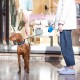 Ferplast Hundeleine FLIPPY ONE, Rollleine kleine Hunde bis 8 kg. Ausziehbare Schnur max. 3 m. Einzelner Verriegelungs- und Entriegelungsknopf, schwarz Ferplast Hundeleine FLIPPY ONE, Rollleine kleine Hunde bis 8 kg. Ausziehbare Schnur max. 3 m. Einzelner Verriegelungs- und Entriegelungsknopf, schwarz