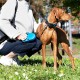 Ferplast Hundeleine FLIPPY ONE, Rollleine kleine Hunde bis 8 kg. Ausziehbare Schnur max. 3 m. Einzelner Verriegelungs- und Entriegelungsknopf, schwarz Ferplast Hundeleine FLIPPY ONE, Rollleine kleine Hunde bis 8 kg. Ausziehbare Schnur max. 3 m. Einzelner Verriegelungs- und Entriegelungsknopf, schwarz