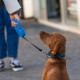 Ferplast Hundeleine FLIPPY ONE, Rollleine kleine Hunde bis 8 kg. Ausziehbare Schnur max. 3 m. Einzelner Verriegelungs- und Entriegelungsknopf, schwarz Ferplast Hundeleine FLIPPY ONE, Rollleine kleine Hunde bis 8 kg. Ausziehbare Schnur max. 3 m. Einzelner Verriegelungs- und Entriegelungsknopf, schwarz