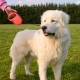 Ferplast Hundeleine FLIPPY ONE, Rollleine kleine Hunde bis 8 kg. Ausziehbare Schnur max. 3 m. Einzelner Verriegelungs- und Entriegelungsknopf, schwarz Ferplast Hundeleine FLIPPY ONE, Rollleine kleine Hunde bis 8 kg. Ausziehbare Schnur max. 3 m. Einzelner Verriegelungs- und Entriegelungsknopf, schwarz