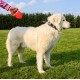 Ferplast Hundeleine FLIPPY ONE, Rollleine kleine Hunde bis 8 kg. Ausziehbare Schnur max. 3 m. Einzelner Verriegelungs- und Entriegelungsknopf, schwarz Ferplast Hundeleine FLIPPY ONE, Rollleine kleine Hunde bis 8 kg. Ausziehbare Schnur max. 3 m. Einzelner Verriegelungs- und Entriegelungsknopf, schwarz