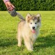 Ferplast Hundeleine FLIPPY ONE, Rollleine kleine Hunde bis 8 kg. Ausziehbare Schnur max. 3 m. Einzelner Verriegelungs- und Entriegelungsknopf, schwarz Ferplast Hundeleine FLIPPY ONE, Rollleine kleine Hunde bis 8 kg. Ausziehbare Schnur max. 3 m. Einzelner Verriegelungs- und Entriegelungsknopf, schwarz