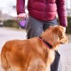 Ferplast Hundeleine FLIPPY TECH, Rollleine große Hunde bis 50 kg. Ausziehbares Gurtband max. 5 m. Einzelner Verriegelungs- und Entriegelungsknopf, schwarz Ferplast Hundeleine FLIPPY TECH, Rollleine große Hunde bis 50 kg. Ausziehbares Gurtband max. 5 m. Einzelner Verriegelungs- und Entriegelungsknopf, schwarz