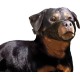 Flamingo Nylon Muzzle for Dogs 39-51cm Size XS (15cm)