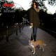 Flexi New Classic L Strap 8 m black for dogs up to 50 kg Flexi New Classic L Strap 8 m black for dogs up to 50 kg
