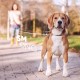 FurDreams Retractable Dog Leash - Heavy Duty Extendable (5m) Lead | Non-Slip Handle with Locking Control | Strong Tangle-Free Nylon Strap & Collar Hook (Blue, Large)