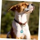 GRIRIW Silicone Dog Tag Protection Rings for Military Collars, Noise-Reducing Name Plate Covers for Pets Pack of 15 GRIRIW Silicone Dog Tag Protection Rings for Military Collars, Noise-Reducing Name Plate Covers for Pets Pack of 15
