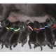 GTIWUNG Pack of 15 Adjustable Puppy ID Bands Collars Puppy Kitten ID Collars Dog Identification Dog Tags 10 x 200 mm