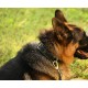 Genuine Leather Adjustable Dog Collar for Small Large Dogs (XS: Neck 20-30cm, Black) Genuine Leather Adjustable Dog Collar for Small Large Dogs (XS: Neck 20-30cm, Black)