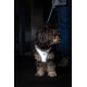 Glow Curli Clasp Vest Harness Reflective Grey XL Glow Curli Clasp Vest Harness Reflective Grey XL