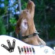 HACRAHO Pet ID Tag Slide-On 6 Pack Engraved Pet ID Tags Slide On Dog Tag for Small Medium Large Breeds HACRAHO Pet ID Tag Slide-On 6 Pack Engraved Pet ID Tags Slide On Dog Tag for Small Medium Large Breeds