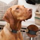 HACRAHO Pet ID Tag Slide-On 6 Pack Engraved Pet ID Tags Slide On Dog Tag for Small Medium Large Breeds HACRAHO Pet ID Tag Slide-On 6 Pack Engraved Pet ID Tags Slide On Dog Tag for Small Medium Large Breeds