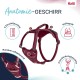 HALTI Anatomy Dog Harness with Handle - Freedom of Movement for Your Dog. 3 Leash Connection Points, Neoprene Padding, Adjustable and Reflective (XS, Teal) HALTI Anatomy Dog Harness with Handle - Freedom of Movement for Your Dog. 3 Leash Connection Points, Neoprene Padding, Adjustable and Reflective (XS, Teal)