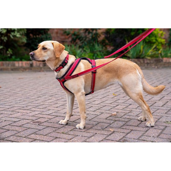 HALTI Comfy Dog Harness - Fleece Lining with 3M Reflective Fabric, Front and Back Attachments for Extra Control with a Dog Leash. Suitable for Small Dogs and Puppies (Small) HALTI Comfy Dog Harness - Fleece Lining with 3M Reflective Fabric, Front and Back Attachments for Extra Control with a Dog Leash. Suitable for Small Dogs and Puppies (Small)