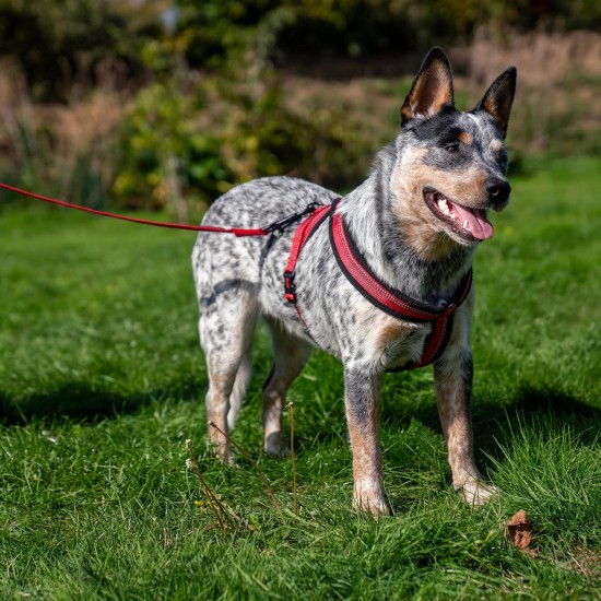 HALTI Comfy Dog Harness - Fleece Lining with 3M Reflective Fabric, Front and Back Attachments for Extra Control with a Dog Leash. Suitable for Small Dogs and Puppies (Small) HALTI Comfy Dog Harness - Fleece Lining with 3M Reflective Fabric, Front and Back Attachments for Extra Control with a Dog Leash. Suitable for Small Dogs and Puppies (Small)