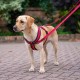 HALTI Comfy Dog Harness - Fleece Lining with 3M Reflective Fabric, Front and Back Attachments for Extra Control with a Dog Leash. Suitable for Small Dogs and Puppies (Small) HALTI Comfy Dog Harness - Fleece Lining with 3M Reflective Fabric, Front and Back Attachments for Extra Control with a Dog Leash. Suitable for Small Dogs and Puppies (Small)