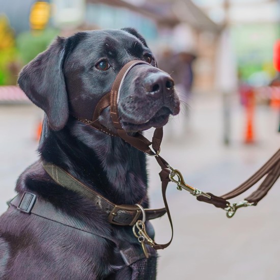 HALTI Head Harness - Prevents Your Dog from Pulling on the Lead, Easy Adjustment, Lightweight, with Padded Noseband, Anti-Pull Collar for Small Dogs (Size 1, Forest Green) HALTI Head Harness - Prevents Your Dog from Pulling on the Lead, Easy Adjustment, Lightweight, with Padded Noseband, Anti-Pull Collar for Small Dogs (Size 1, Forest Green)