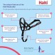 HALTI Head Harness - Prevents Your Dog from Pulling on the Lead, Easy Adjustment, Lightweight, with Padded Noseband, Anti-Pull Collar for Small Dogs (Size 1, Forest Green) HALTI Head Harness - Prevents Your Dog from Pulling on the Lead, Easy Adjustment, Lightweight, with Padded Noseband, Anti-Pull Collar for Small Dogs (Size 1, Forest Green)