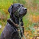 HALTI Head Harness - Prevents Your Dog from Pulling on the Lead, Easy Adjustment, Lightweight, with Padded Noseband, Anti-Pull Collar for Small Dogs (Size 1, Forest Green) HALTI Head Harness - Prevents Your Dog from Pulling on the Lead, Easy Adjustment, Lightweight, with Padded Noseband, Anti-Pull Collar for Small Dogs (Size 1, Forest Green)