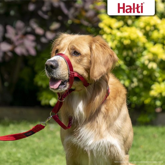 HALTI Head Harness - Prevents Your Dog from Pulling on the Lead, Easy Adjustment, Lightweight, with Padded Noseband, Anti-Pull Collar for Small Dogs (Size 1, Forest Green) HALTI Head Harness - Prevents Your Dog from Pulling on the Lead, Easy Adjustment, Lightweight, with Padded Noseband, Anti-Pull Collar for Small Dogs (Size 1, Forest Green)
