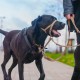 HALTI Head Harness - Prevents Your Dog from Pulling on the Lead, Easy Adjustment, Lightweight, with Padded Noseband, Anti-Pull Collar for Small Dogs (Size 1, Forest Green) HALTI Head Harness - Prevents Your Dog from Pulling on the Lead, Easy Adjustment, Lightweight, with Padded Noseband, Anti-Pull Collar for Small Dogs (Size 1, Forest Green)