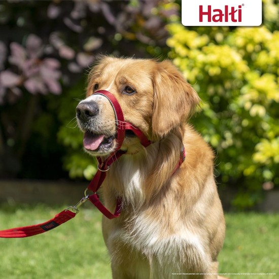 HALTI Head Harness - Prevents Your Dog from Pulling on the Lead, Easy Adjustment, Lightweight, with Padded Noseband, Anti-Pull Collar for Small Dogs (Size 1, Forest Green) HALTI Head Harness - Prevents Your Dog from Pulling on the Lead, Easy Adjustment, Lightweight, with Padded Noseband, Anti-Pull Collar for Small Dogs (Size 1, Forest Green)