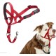HALTI Head Harness - Prevents Your Dog from Pulling on the Lead, Easy Adjustment, Lightweight, with Padded Noseband, Anti-Pull Collar for Small Dogs (Size 1, Forest Green) HALTI Head Harness - Prevents Your Dog from Pulling on the Lead, Easy Adjustment, Lightweight, with Padded Noseband, Anti-Pull Collar for Small Dogs (Size 1, Forest Green)