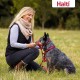 HALTI Head Harness - Prevents Your Dog from Pulling on the Lead, Easy Adjustment, Lightweight, with Padded Noseband, Anti-Pull Collar for Small Dogs (Size 1, Forest Green) HALTI Head Harness - Prevents Your Dog from Pulling on the Lead, Easy Adjustment, Lightweight, with Padded Noseband, Anti-Pull Collar for Small Dogs (Size 1, Forest Green)
