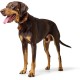 HUNTER VIBORG Dog Collar with Holder for Apple AirTag, Colour: Cognac, Robust and Soft Cowhide Leather, Integrated AirTag Holder, High Quality, Made in Germany, Size: 45