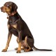 HUNTER VIBORG Dog Collar with Holder for Apple AirTag, Colour: Cognac, Robust and Soft Cowhide Leather, Integrated AirTag Holder, High Quality, Made in Germany, Size: 45